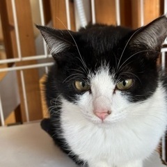 ハチワレの可愛い男の子 - 猫