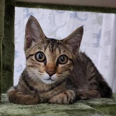 健康で元気なキジトラの男の子♂