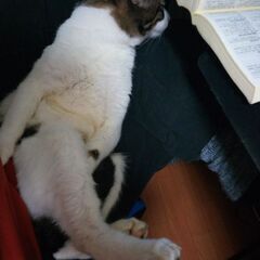甘えん坊の猫ちゃん(男の子)