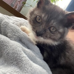 3ヶ月の子猫の里親さん急募です！