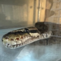 ボールパイソン