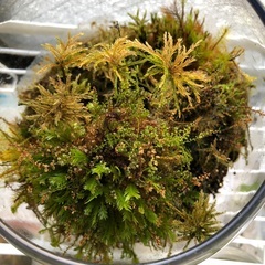 ご入用の方へお譲りします。の画像