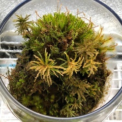 ご入用の方へお譲りします。の画像