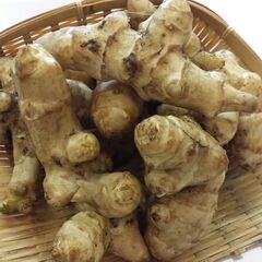 無農薬　菊芋種芋　１kg５００円