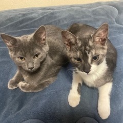 生後4ヶ月　白黒とグレーの仲良し姉妹