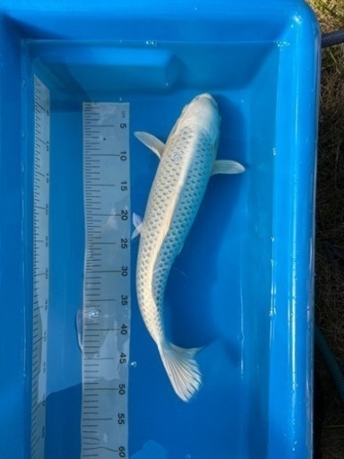 錦鯉　プラチナ松葉