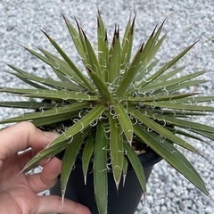 【ドライガーデンに】アガベ アメリカーナ アオノリュウゼツランの画像