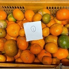 大津みかん(訳あり・加工用)約20キロ①の画像
