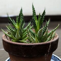 十二の巻　多肉植物