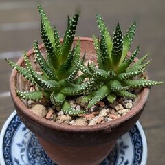 十二の巻　多肉植物の画像