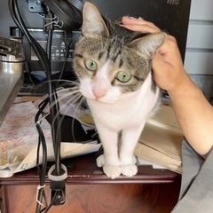 キジシロでんちゃん