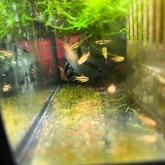 チェリーバルブ（10+オマケ1匹）の画像