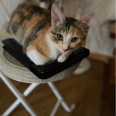 8ヶ月三毛猫さん女の子