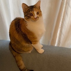 8ヶ月三毛猫さん女の子 - 堺市