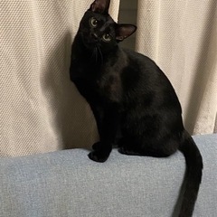 8ヶ月黒猫男の子