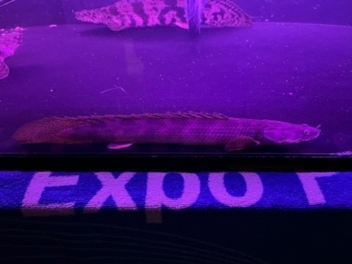 PO.アンソルギー