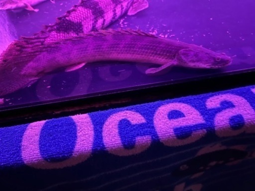 PO.アンソルギー