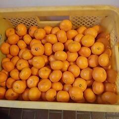 【八幡浜みかん】🍊大量おまけします！あと1キャリー！