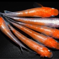 メダカ『アマテラス』の画像