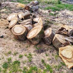 【取引き中】薪ストーブ丸太　クヌギ、樫の木の画像