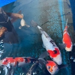 錦鯉