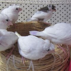 手乗り十姉妹の雛