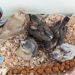 シナモン文鳥、桜文鳥雛