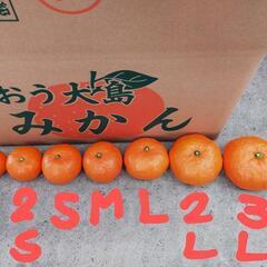 周防大島産のみかん