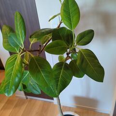 観葉植物　フィカス·アルテシマ　ゴムの木の画像