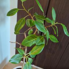 観葉植物　フィカス·アルテシマ　ゴムの木の画像
