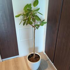 観葉植物　フィカス·アルテシマ　ゴムの木の画像