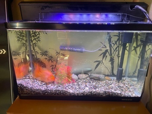 水槽セット写真の全て魚付き3万円