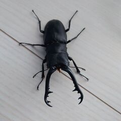 ギラファノコギリクワガタ　ペア