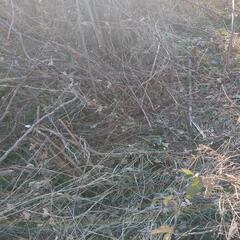 【募集中】小枝、蔦差し上げますの画像