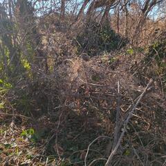 【募集中】小枝、蔦差し上げますの画像