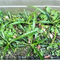 折り鶴蘭 観葉植物