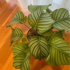 カラテア　オルビフォリア　観葉植物の画像