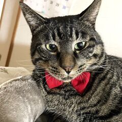 でか猫れんくん