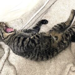 でか猫れんくん - 猫