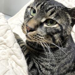 でか猫れんくん − 北海道