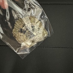 養殖真珠貝の貝殻お土産の画像
