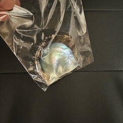 養殖真珠貝の貝殻お土産