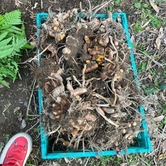 無農薬ウコン