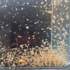 ミジンコ　メダカ　金魚　餌の画像