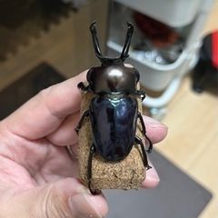 ニジイロクワガタ（ディープブルー血統）幼虫10頭の画像