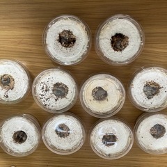 ニジイロクワガタ（ディープブルー血統）幼虫10頭の画像