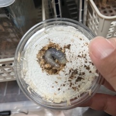 ニジイロクワガタ（ディープブルー血統）幼虫10頭の画像