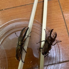 メタリフェルホソアカクワガタ　オス2匹