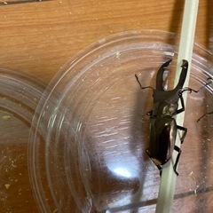 メタリフェルホソアカクワガタ　オス2匹の画像