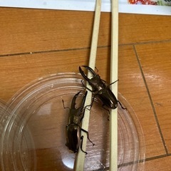 メタリフェルホソアカクワガタ　オス2匹の画像